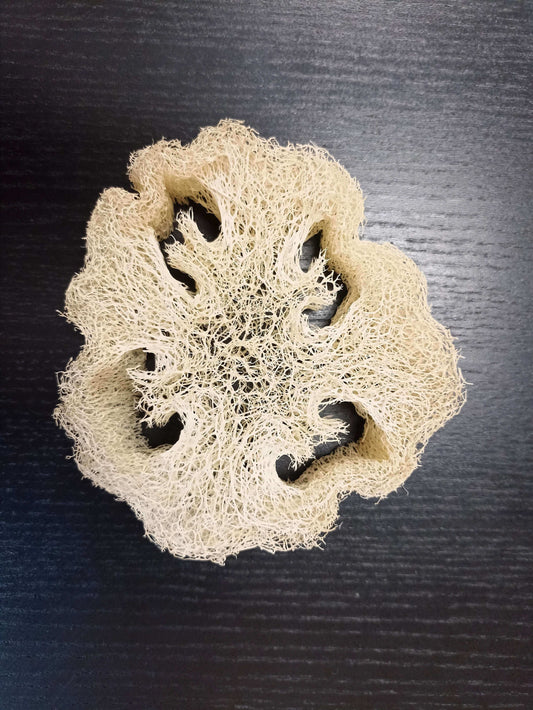 Gros plan d'une tranche d'éponge de loofah sur une table